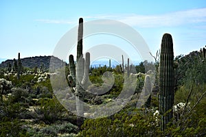 Picturesque View of Arizona Desert
