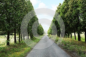 Picturesque view of asphalted road near trees in countryside