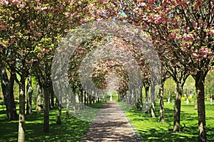 Picturesque view of beautiful park with fresh green grass and blossoming trees