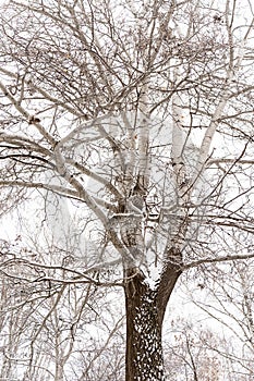 Picturesque view of beautiful tree covered with snow in winter forest