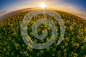 Fisheye view of blooming canola field at sunset