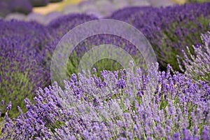 A picturesque view of blooming lavender fields