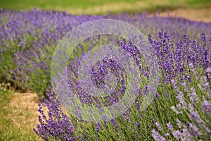 A picturesque view of blooming lavender fields