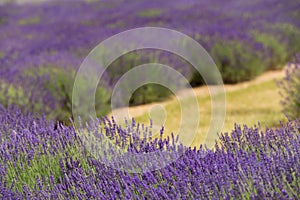 A picturesque view of blooming lavender fields