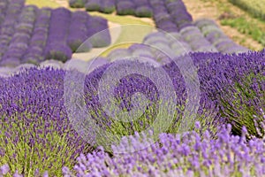 A picturesque view of blooming lavender fields