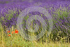 A picturesque view of blooming lavender fields