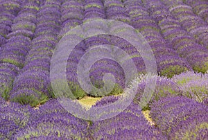 A picturesque view of blooming lavender fields