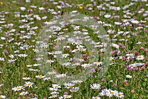 Picturesque view of a blooming meadow with different summer wild flowers.