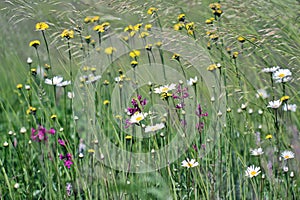 Picturesque view of a blooming meadow with different summer wild flowers.