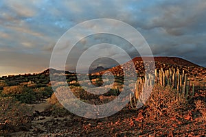 A picturesque view of Canary Spurge bushes at sunset