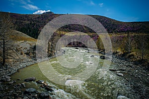 Picturesque view of the fast river among blooming mountains, spring landscape. Colorful hills under blue sky on sunny day