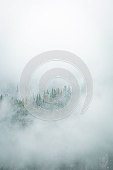 Picturesque view of a forested mountain range with a beautiful rolling fog rising through the trees