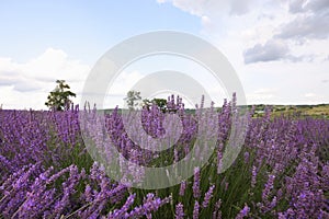 Picturesque view of lavender field under cloudy sky
