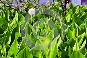 Picturesque view of lonely dandelion surrounded of May-lily in the morning sunlight. Blurred background