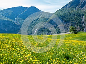 Norway - Yellow flowers growing on a meadow in the mountains