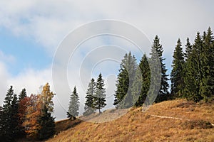 Picturesque view of mountain slope with beautiful trees and path on autumn day