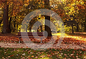 Picturesque view of park with beautiful trees and bench. Autumn season