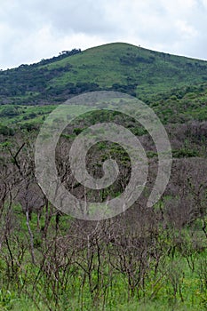 Picturesque view of a patch of burnt forest in Zululand, South Africa photo