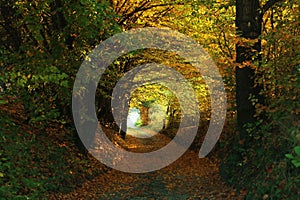 Picturesque view of path in autumn forest