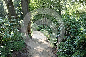 Picturesque view of path in beautiful forest