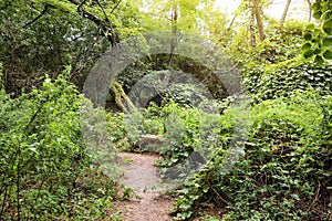 Picturesque view of path through green forest