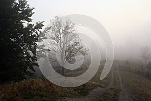 Picturesque view of path near foggy forest. Beautiful landscape