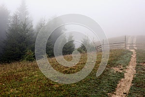 Picturesque view of path to foggy forest. Beautiful landscape