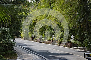 Road on a tropical island photo