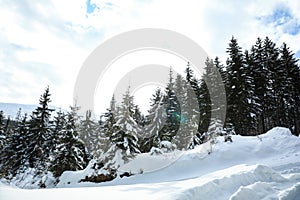 Picturesque view of snowy coniferous forest on winter, low angle view
