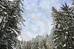 Picturesque view of snowy forest on winter day, low angle view