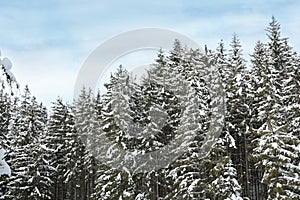 Picturesque view of snowy forest on winter day, low angle view