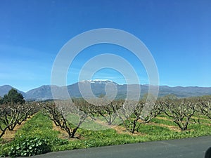 Picturesque view of spring garden without leaves on mountain Olimp background and blue sky, Greece