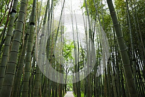 Picturesque view of tranquil park with pathway surrounded by beautiful bamboo