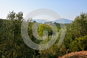 A picturesque view of the vineyards behind the green trees. In the background are mountains under a blue sky