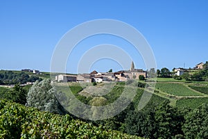 Vineyard landscape around the village of Saint-Verand in France in Beaujolais photo