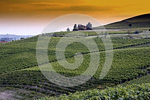 Picturesque vineyard photo