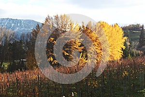 Picturesque vineyard, rows of grapevines, yellow trees in autumn