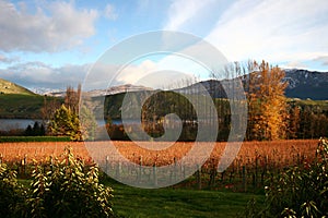 Picturesque vineyard, rows of yellow orange leaves grapevines, colored vegetation, water, and green and snow mountains in autumn