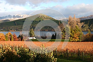 Picturesque vineyard with yellow orange leaves vines, colorful trees, lake, and green and snow mountains in autumn