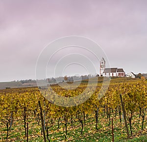 Picturesque white country church surrounded by golden vineyard pinot noir grapevine landscape under a cloudy purple evening sky