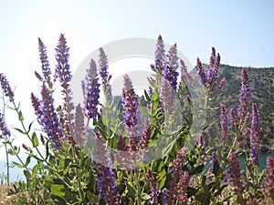 Picturesque wildflowers with blue-violet flowers, Crimea