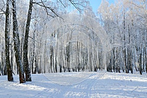 Picturesque winter birch grove in hoarfrost