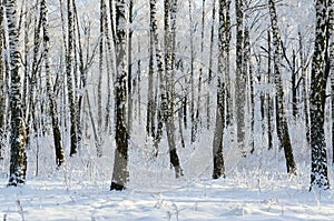 Picturesque winter birch grove in hoarfrost