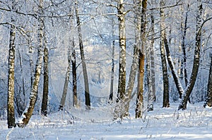 Picturesque winter birch grove in hoarfrost