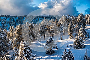 Picturesque winter landscape and blue sky. Troodos Mountains, Cyprus