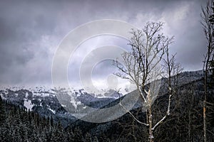 Winter cloudy landscape of the Carpathian Mountains in Eastern Europe