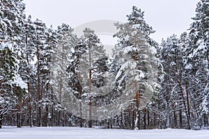 Picturesque winter landscape with snow covered pine trees in cloudy day. Winter coniferous forest after snowfall. Beautiful