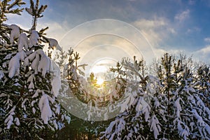 Picturesque winter landscape with snow covered pine trees on sunny frosty day. Winter coniferous forest after snowfall in sunlight