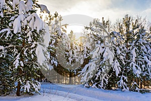 Picturesque winter landscape with snow covered pine trees on sunny frosty day. Winter coniferous forest after snowfall in sunlight