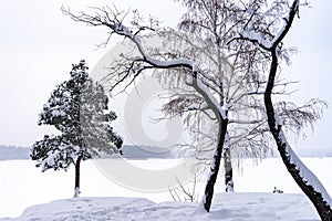 Picturesque winter landscape with snow covered treesat lake shore on cloudy day. Winter scenery after snowfall. Wonderful northern